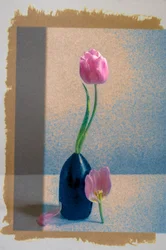 Zátiší s růžovým tulipánem