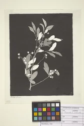 Huckleberry (inkoust na papíře)