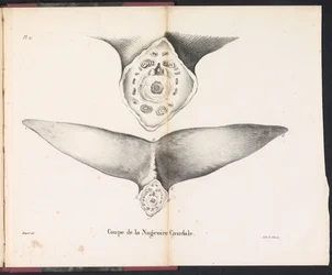 Část ocasní ploutve velryby, 1827 Coupe de la Nageoire Caudale (název na objektu)