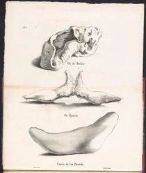 Tři části hyoidní kosti velryby, 1827 Os du Rocher / Os Hyoid / Corne de l