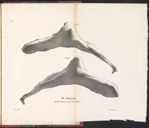 Hipbone of the Whale, 1827 Os Pelviens (název na objektu)