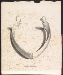 Spodní čelist velryby, 1827 Machoire inferior (název na objektu)
