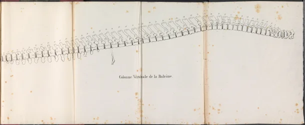 Páteř velryby, 1827 Colonne Vertébrale de la Baleine (název na objektu)