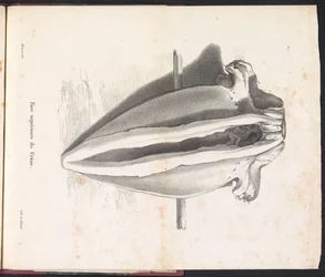 Velrybí lebka, 1827 Face supérieure du Crâne (titul na předmětu)