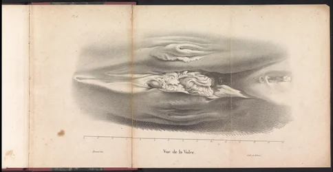 Vrouwelijke geslachtsorganen van de walvis, 1827 Vue de la Vulve (title on object)   1328154   cs       czech Successfully Translated  Original: Paar onder een baldakijn voor een paleis Translat: Paar onder een baldakijn voor een paleis 1391062 cs czech Su