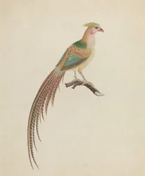 Bažant zlatý (Chrysolophus pictus)