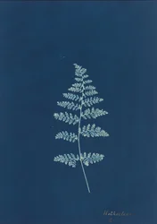 Hothocleana,c. 1850 (foto)
