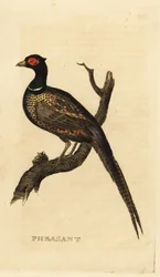 Bažant obecný, Phasianus colchicus