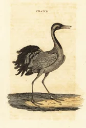 Demoiselle jeřáb, Grus virgo