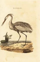 Volavka velká, Ardea alba