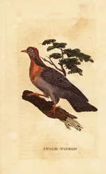 Holubice, Columba oenas