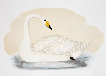 Wild Swan (Cygnus cygnus), rytina, Velká Británie