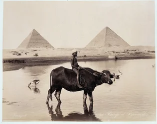 Dítě a vůl ve vodní mase na úpatí pyramid Chephren (Khephren) a Kheops (Cheops, Keops, Khoufu, Khufu) a Guizeh (Guiseh, Gíza, Gíza) - fotografie Freres Zangali, konec 19. století