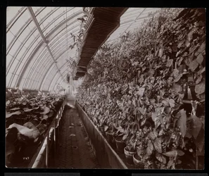 Orchideje ve skleníku v panství Helen Gould (pozdní rezidence Jay Gould) v Tarrytown, New York, 1894 (stříbrný želatinový tisk)
