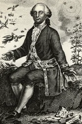 Portrét Georges-Louis Leclerc de Buffon (1707-1788), francouzský přírodovědec a matematik, rytina