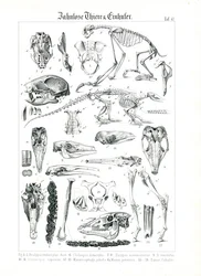 Anatomické znázornění sudokopytníků a koňovitých