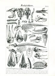 Anatomické ilustrace mořských savců
