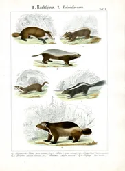 Masožravci z čeledi mustelidovitých