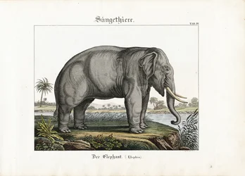 Slon africký