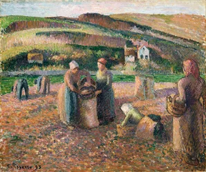 Sbírání brambor, 1893