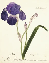 Německá kosatec; Iris Germanica, c. 1815-1851