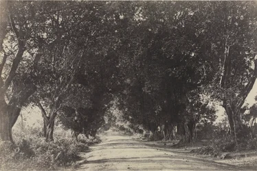 Avenue of the Banyan Trees, Sheringham, Indie