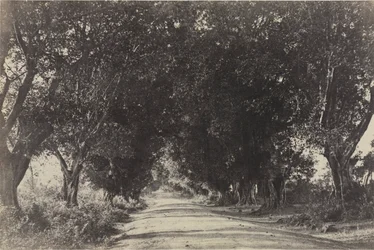 Avenue of the Banian Trees, Seringham, Indie, 1858.
