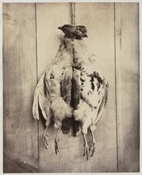 Koroptve recto, L.D. Campbellova hrobka verso, c. 1861.