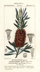 Štětec na láhev Albany, krásný Callistemon