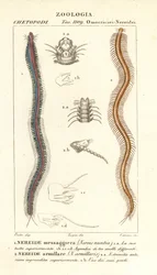 Nereidka barozubá, Perinereis nuntia 1 a Nereid, Syllis armillaris 2