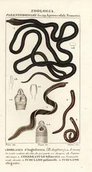 Botanický červ, Lineus longissimus 1, Borlasia angliae 1, proboscis červ, Cerebratulus bilineatus 2, Cerebratulus bilineatus 2, pásový červ, Tubulanus polimorphus 3, Tubulanus elegans 4