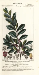 Čínský jilm nebo jilm lacebark, Ulmus parvifolia, Ulmus chinensis, Olmo della China