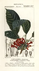 Rostlina Cyrtandre, Cyrtandra staminea, Cirtandra staminea