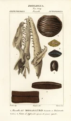 Fosilní lebka vyhynulého Mososaura nalezená v Maastrichtu 1 a patra vyhynulých ryb 2-5