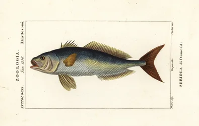 Amberjack větší, Seriola dumerili, Seriola di Dumeril