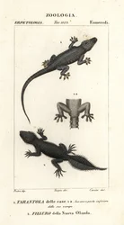 Gekon domácí, Hemidactylus frenatus 1, a gekon širokoocasý, Phyllurus platurus 2