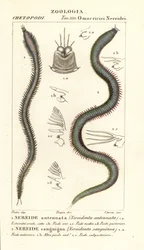 Leodice antennata, Nereidonta antennata 1 a Eunice sanguinea, Nereidonta sanguinea 2