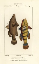 Okoun nilský, Lates niloticus a spáč nebo ostružiník, Ophiocara macrolepidota