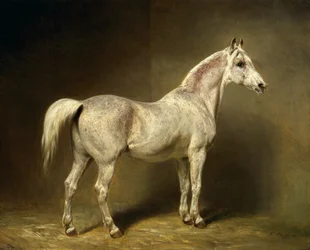 „Beatrice“, bílý arabský jezdecký kůň Helmutha Grafa von Moltke, 1855