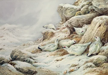 Ptarmigan v zasněžené krajině