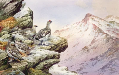 Ptarmigan na vysokých vrcholcích