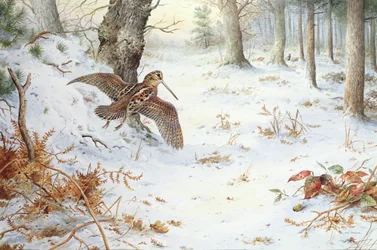Snipe v zalesněné krajině