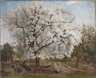 Jabloň v květu, 1877