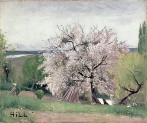 Ovocný strom v Blossom, Bois-le-Roi