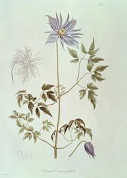 Clematis macropetala, z "Icones Plantarum Floram Rossicam" 1829