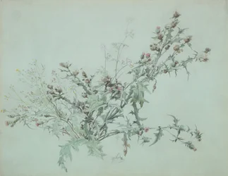 Studie kvetoucího bodláku, 1846.