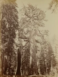 Grizzly Giant, háj Mariposa Grove
