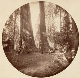 Old Dominion a Taverna strýčka Toma. Calaveras Grove, ca. 1878.