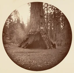 Kajuta Pioneers - Calaveras Grove, ca. 1878.