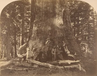 Sekce Grisly Giant, Mariposa Grove, 1861.